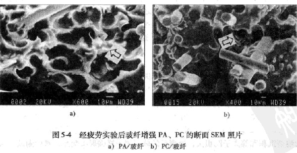 �D5-4��(j��ng)ƣ�ڌ�(sh��)�(y��n)���w����(qi��ng)������Ĕ���SEM��Ƭ